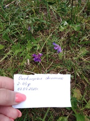 Vicia cracca