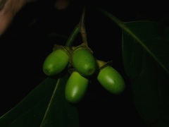 Mespilodaphne macrophylla