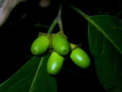 Mespilodaphne macrophylla