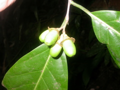 Mespilodaphne macrophylla