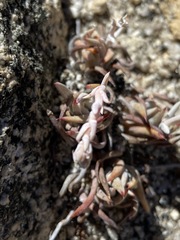 Dudleya pauciflora