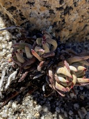 Dudleya pauciflora