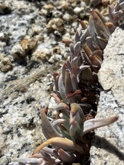 Dudleya pauciflora