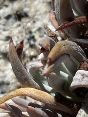 Dudleya pauciflora