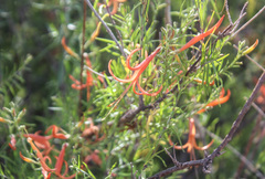 Anisacanthus linearis