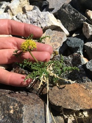 Cymopterus terebinthinus californicus