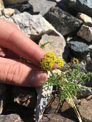 Cymopterus terebinthinus californicus