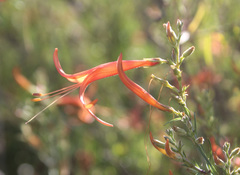 Anisacanthus linearis