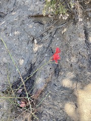 Ipomopsis tenuifolia