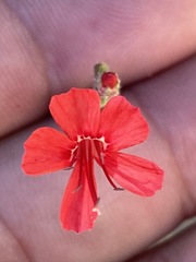 Ipomopsis tenuifolia