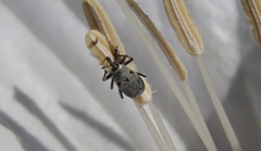 Trichobaris compacta