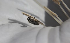 Trichobaris compacta