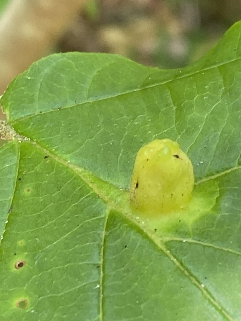 Witch-hazel Cone Gall Aphid from Nassau County, US-NY, US on July 8 ...