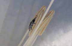 Trichobaris compacta