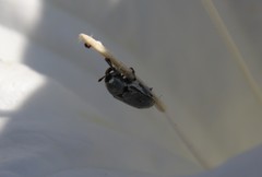 Trichobaris compacta