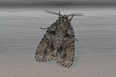 Acronicta ovata