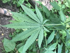 Hanf (Art) (Cannabis sativa): Herkunft und Verwendung — Foto 2