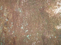 Humiriastrum diguense