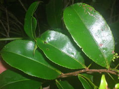 Humiriastrum diguense