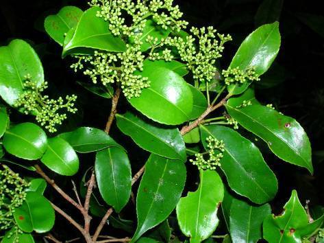 Humiriastrum diguense