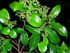 Humiriastrum diguense