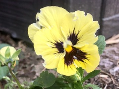 Viola × wittrockiana