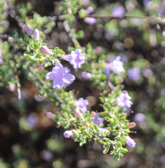 Leucophyllum laevigatum