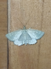 Psammotis pulveralis