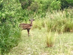 Tragelaphus scriptus bor