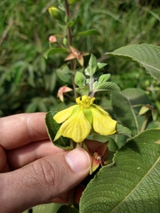 Ludwigia tomentosa