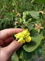 Ludwigia tomentosa