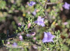 Leucophyllum laevigatum