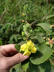 Ludwigia tomentosa