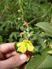 Ludwigia tomentosa