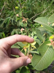 Ludwigia tomentosa