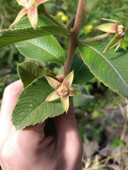 Ludwigia tomentosa
