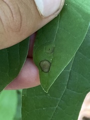 Tubakia gloeosporioides