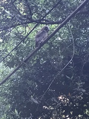 Strix occidentalis caurina
