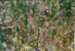 Scrophularia scorodonia