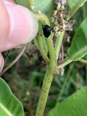 Rhyssomatus lineaticollis