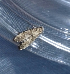 Morophaga choragella