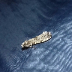 Morophaga choragella