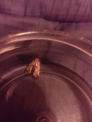 Morophaga choragella