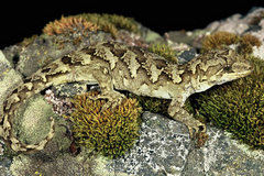 Takitimu Gecko photo 4