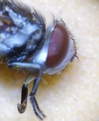 Miltogramma punctata