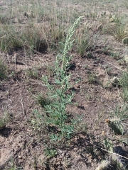 Chenopodium leptophyllum