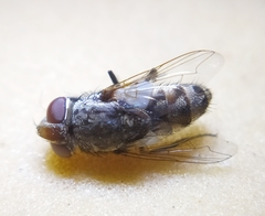 Miltogramma punctata