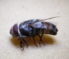 Miltogramma punctata