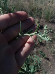 Chenopodium leptophyllum