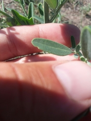 Chenopodium leptophyllum